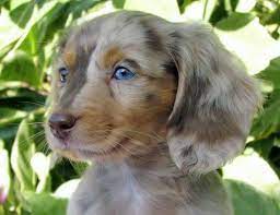 Akc black and tan mini dachshund for sale. Pin On Animals