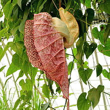 Now let us try to classify the same flowers images using a more complex network the inceptionv3 network. Aristolochia Grandiflora Wikipedia