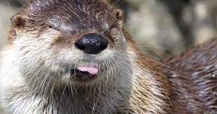Otter Blows A Raspberry At The Camera The Daily Otter Otters Cute Otters Baby Sea Otters