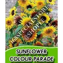 Saat musim panas, ada banyak kebun bunga matahari yang bisa dikunjungi. Biji Bunga Matahari Colour Parade Import Inggris Shopee Indonesia