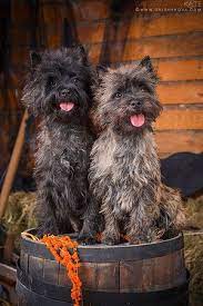 150 Cairn Terrier Ideas In 2021 Cairn Terrier Terrier Cairn