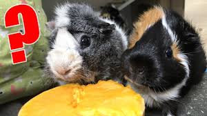Was Durfen Meerschweinchen Essen Die Meeries Youtube
