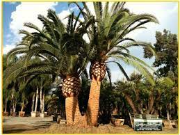 Double Canary Island Palm Tree Specimen At The Gregory Palm Farms 714 458 3720 Canary Island Date Palm Palm Trees Canary Island