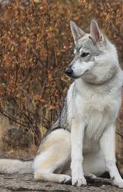 She looks a lot like a wolf. Faq Lykosia