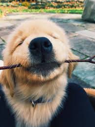 Exceptional Pretty Dogs Information Are Available On Our Site Take A Look And Y Exceptional Pretty D 2020 Sevimli Hayvan Yavrulari Hayvan Mizahi Komik Hayvan