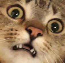 Bahkan, tak sedikit ekspresi kucing yang unik bertebaran di media sosial dan dijadikan sebagai meme. Auto Jantungan 10 Potret Ekspresi Kocak Kucing Saat Kaget Funny Cat Faces Cats Shocked Cat