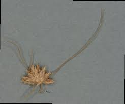 Image result for Bulbostylis trabeculata