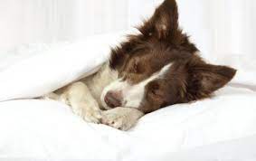 Facts You Need To Know About The Border Collie Lifespan Bordercolliehealth