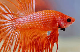Hope that's willl be usefull for you. Types Of Betta Fish Betta Fish Home Guide