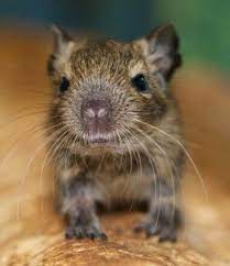 Degu Baby Kleine Tiere Eichhoernchen Tiere
