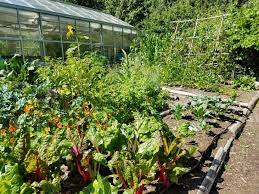 Perennial Vegetables How To Use Them To Save Time And Energy Perennial Vegetables Perennials Vegetable Garden