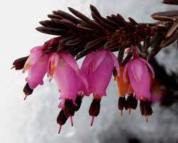 While both are in the ericaceae family, heather is in the calluna genus with a full latin name of calluna vulgaris, while heath is of the genus, erica. Erica Carnea Wikipedia