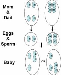 Image result for humans have 46 chromosomes