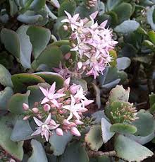 Image result for Crassula morrumbalensis