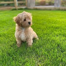 Two females and three males. Maltipoo Puppy For Adoption Posts Facebook