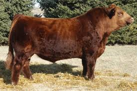 Скакав василько на лівій нозі., а за кожним з густої конюшини, потопаючи в ній по вушка, полохливо вистрибував високими скоками заєць (о. Knk Crsr Red Bull 53t Bovine Elite Llc