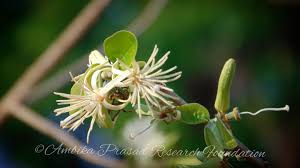 Image result for Alangiaceae