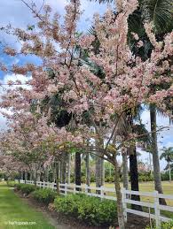 Image result for Brachystegia bakeriana