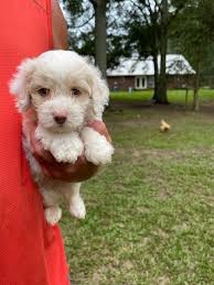 Goldendoodles and Poodles of Summit