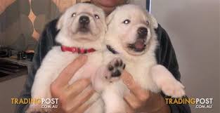Shepherd puppies in dogs & puppies for sale. White Shepherd Pups