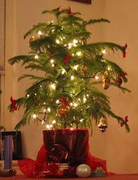 Flower Garden Gardening Tips Garden Design And More Lovetoknow Pine Christmas Tree Christmas Tree Plant Little Christmas Trees