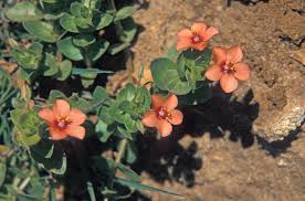 Image result for Anagallis barbata