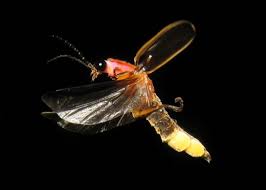 Firefly Insect Google Search Firefly Firefly Photography Insect Photos