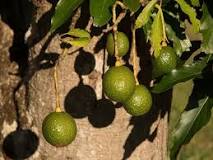 Avocado Farming Guide in South Africa - Freshela Exporters