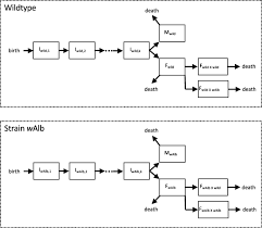 The concept of integrated pest management (ipm), a corner stone of integrated production (ip), appeared in the 1970's, when it became furthermore, biological control was potentially important to supporting the extirpation of the pink bollworm, the primary target pest species of bt cotton in arizona. Modelling The Wolbachia Incompatible Insect Technique Strategies For Effective Mosquito Population Elimination Bmc Biology Full Text
