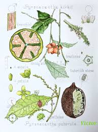 Image result for Pyrenacantha kirkii