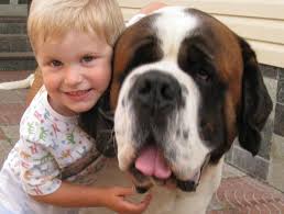 Pedigree database Saint Bernard