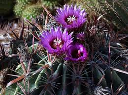 Growing cactus indoors isn't challenging. Horse Crippler Cactus Ferocactus Latispinus Cactus Beautiful Flowers Cactus Flowers