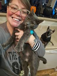 What to do about a Sphynx cat showing aggressive behavior?