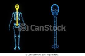 Skull with cranium and mandible. Back Bone With Skull The Skeletal System Includes All Of The Bones And Joints In The Body Each Bone Is A Complex Living Canstock