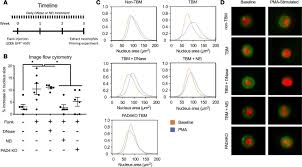 Auswerfen von mit proteinen umhüllten strängen (=net) aus granulären proteinen und nukleären bestandteilen Primary Tumors Induce Neutrophil Extracellular Traps With Targetable Metastasis Promoting Effects Abstract Europe Pmc