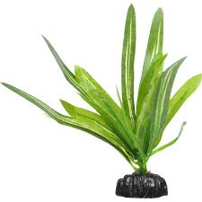 Keep reading to find out what they are and how to look after them in your tank. Petco Anubias Betta Aquarium Plant Petco