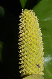 Western skunk cabbage, lysichiton americanus, grows in western north america. In Defense Of Plants