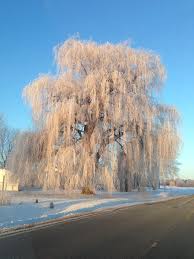 This should be done each winter until the bark of the trunk becomes rough. Willow Tree Winter Frozen Road Sky Plant Nature Transportation Beauty In Nature Pxfuel