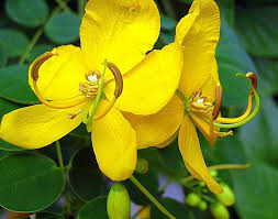 Image result for Senna bicapsularis