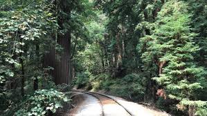 We did not find results for: Henry Cowell Redwoods State Park Experience Old Growth Redwoods New City Adventures