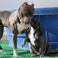 Maybe you would like to learn more about one of these? Xxl Bully Pitbull