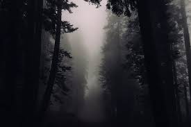 By agc indonesia minggu, 26 mei 2019 add comment. Free Photo Foggy Mysterious Christmas Lights Hippopx