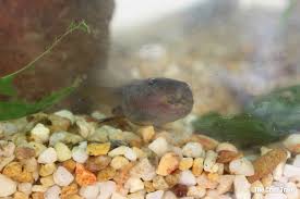 Give the tadpoles a pinch every few days. Raising Tadpoles Creating An Observation Tank The Craft Train