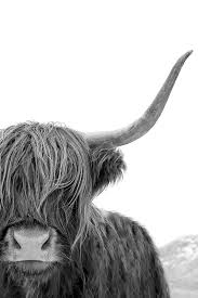 Black And White Cow Framed Pictures Black And White Print Highland Cow Art Print Scottish Cow Photography Wall Art By Little Ink Empire Highland Cow Art Cow Photography Cow Art
