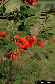 Image result for Sesbania tetraptera