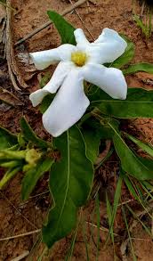 Image result for Gardenia subacaulis