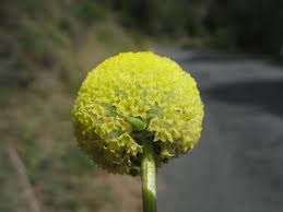 How to make easy billy button paper flowers. Craspedia Variabilis Wikipedia