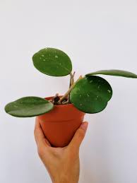 I love hoyas in general, but hoya obovata is definitely in my top favorites! Hoya Obovata In Terracotta Pot Home Furniture Gardening On Carousell