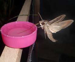 Image result for Hippotion celerio