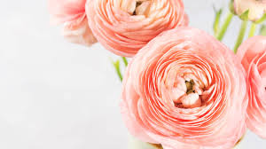 We did not find results for: Contactless Flower Delivery In Calgary Roses Delivery Calgary